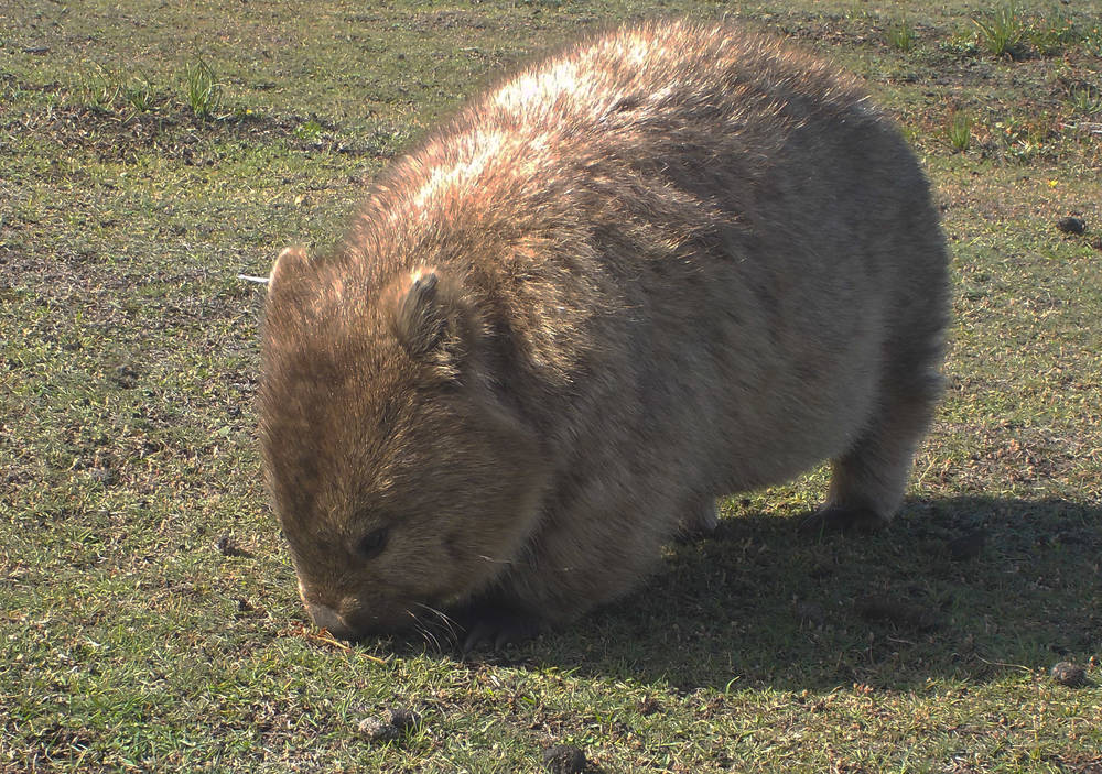 Wombat